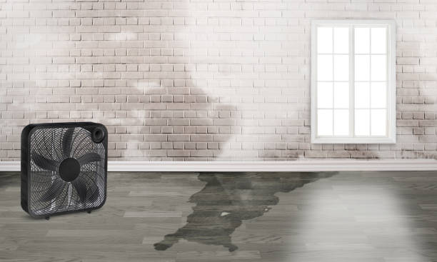 Best Water damage repair service  in Delhi, LA